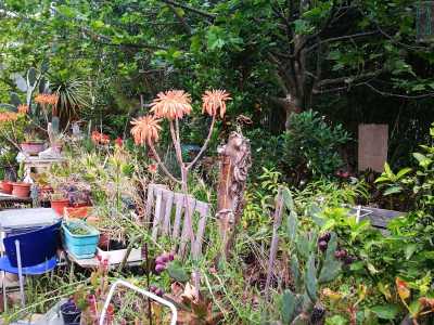 ...anche se l�insieme contribuisce a rendere il giardino un po� boh�mien